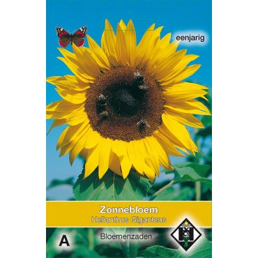 Helianthus a. Giganteus - afbeelding 1