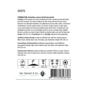 Helianthus a. Herfstschoonheid - afbeelding 2