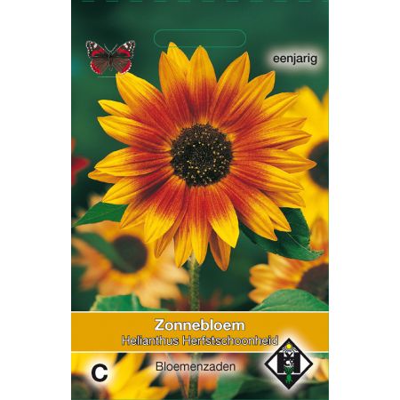 Helianthus a. Herfstschoonheid - afbeelding 1
