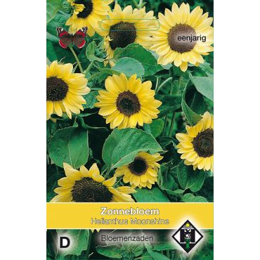 Helianthus a. Moonshine - afbeelding 1