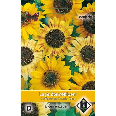 Helianthus a. Music Box - afbeelding 1