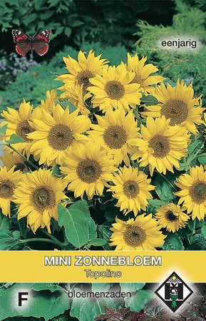 Helianthus a. Topolino - afbeelding 1