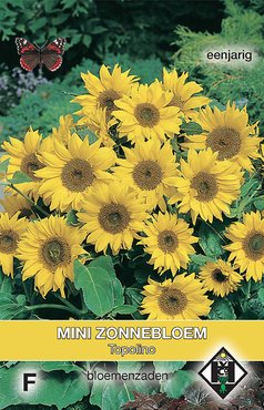 Helianthus a. Topolino - afbeelding 1