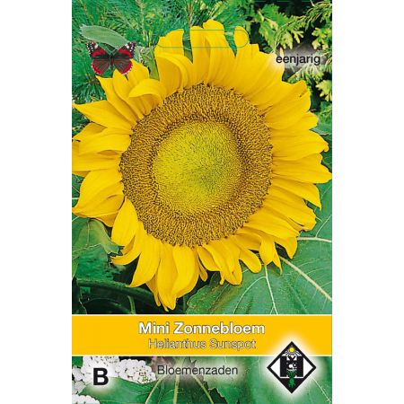 Helianthus a. Sunspot - afbeelding 1