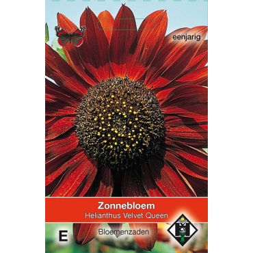 Helianthus a. Velvet Queen - afbeelding 1