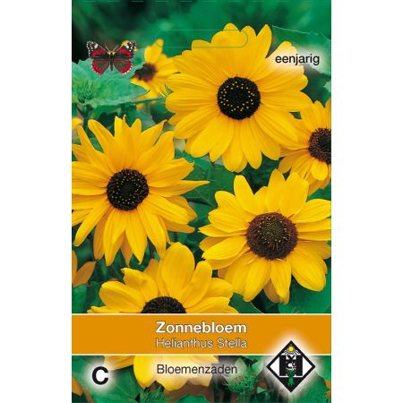 Helianthus cucumerifolius Stella - afbeelding 1