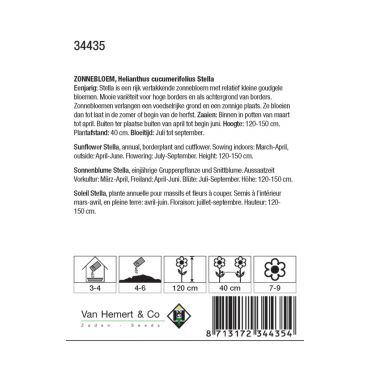 Helianthus cucumerifolius Stella - afbeelding 2