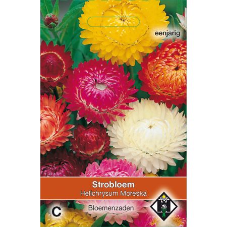 Helichrysum bracteatum Moreska - afbeelding 1