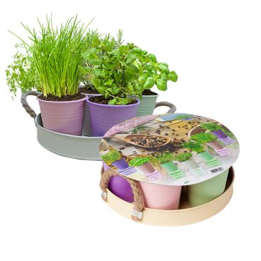 Herb festival pastel pot+7srt kruid