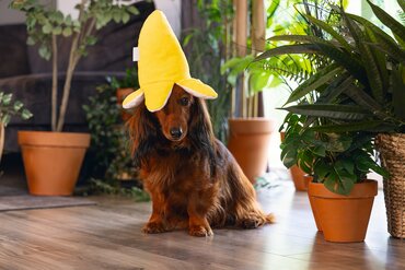 Beeztees jungle pluche knuffel aap en banaan - afbeelding 4