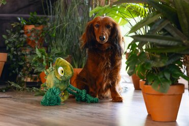 Beeztees jungle pluche knuffel kameleon - afbeelding 3