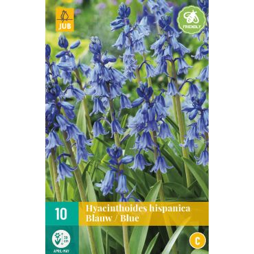 Hyacinthoides hisp. Blauw