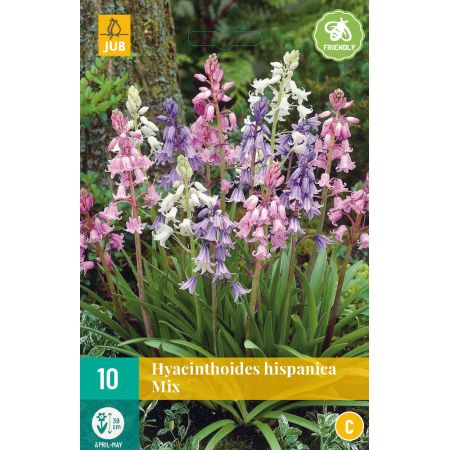 Hyacinthoides hisp. Mix