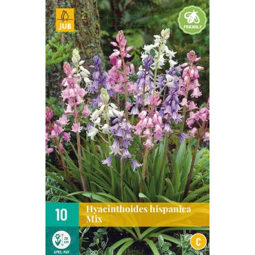 Hyacinthoides hisp. Mix