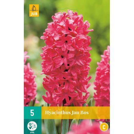 Hyacinthus Jan Bos