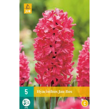 Hyacinthus Jan Bos