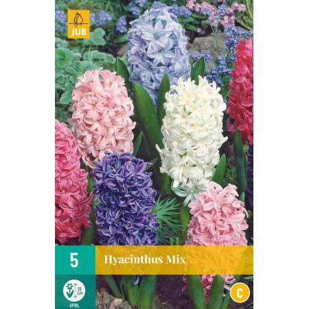 Hyacinthus Mix