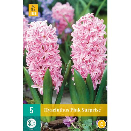 Hyacinthus Pink Surprise