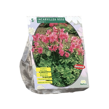Incarvillea Delavayi, Roze