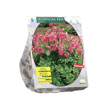 Incarvillea Delavayi, Roze