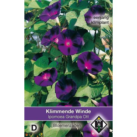Ipomoea purpurea 'Grandpa Ott' - klimmende winde - afbeelding 1