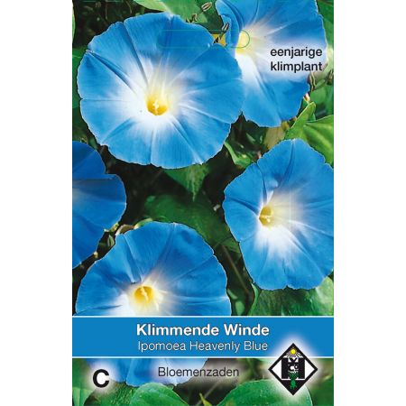 Ipomoea tricolor Heavenly Blue - afbeelding 1