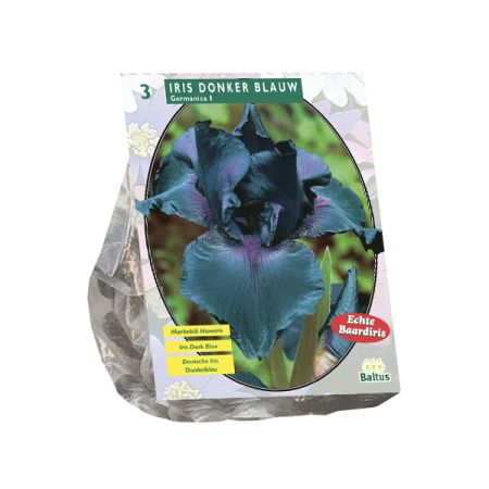 Iris germanica donkerblauw 3st