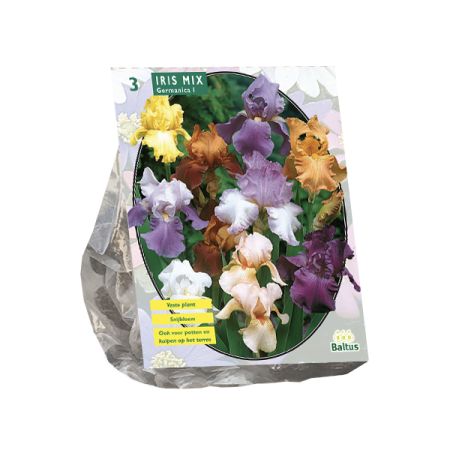 Iris germanica mix 3st