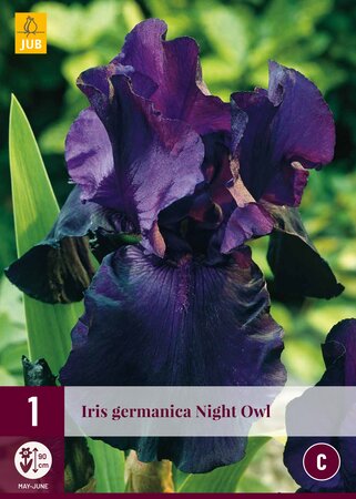Iris germanicia nicht owl
