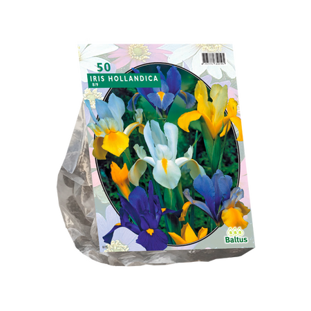 Iris Hollandica per 50