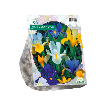 Iris Hollandica per 50