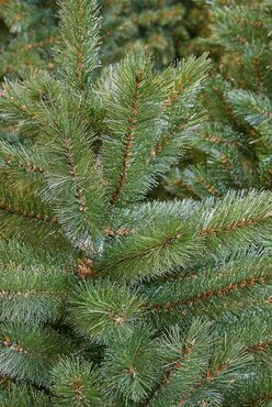 Triumph Tree kunstkerstboom forest fir smal 155 cm - afbeelding 3