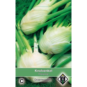 Knolvenkel Florence - afbeelding 1