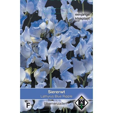 Lathyrus odoratus 'Blue Ripple' - siererwt - afbeelding 1