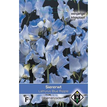Lathyrus odoratus 'Blue Ripple' - siererwt - afbeelding 1