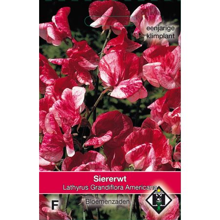Lathyrus odoratus Americana - siererwt - afbeelding 1