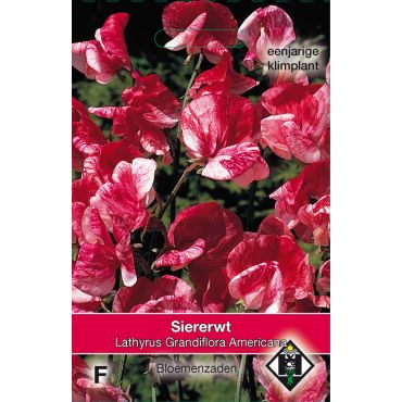 Lathyrus odoratus Americana - siererwt - afbeelding 1