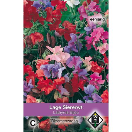 Lathyrus odoratus Bijou - afbeelding 1