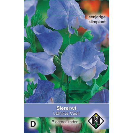 Lathyrus odoratus Capri - afbeelding 1