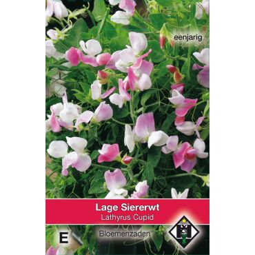 Lathyrus odoratus Cupid - afbeelding 1