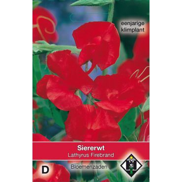 Lathyrus odoratus Firebrand - afbeelding 1