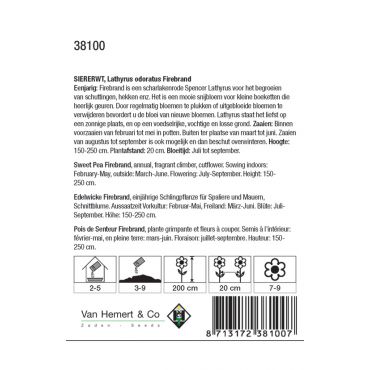 Lathyrus odoratus Firebrand - afbeelding 2