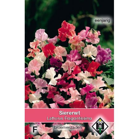 Lathyrus odoratus Fragrantissima - afbeelding 1