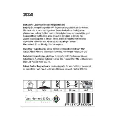 Lathyrus odoratus Fragrantissima - afbeelding 2