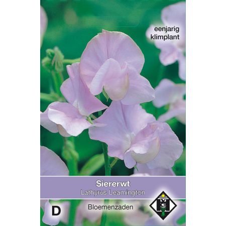 Lathyrus odoratus Leamington - afbeelding 1