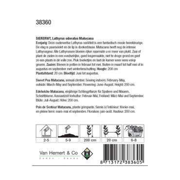 Lathyrus odoratus Matucana - siererwt - afbeelding 2