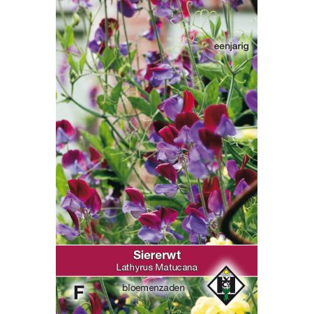 Lathyrus odoratus Matucana - siererwt - afbeelding 1