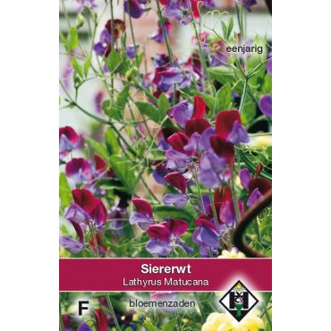 Lathyrus odoratus Matucana - siererwt - afbeelding 1