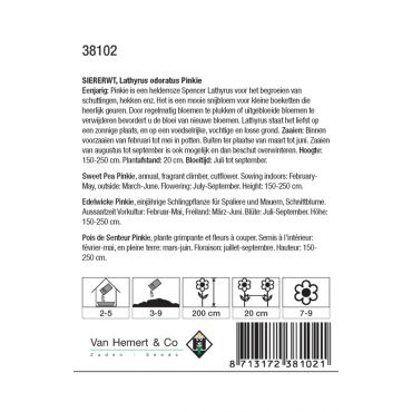 Lathyrus odoratus Pinkie - afbeelding 2