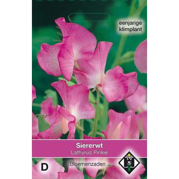 Lathyrus odoratus Pinkie - afbeelding 1